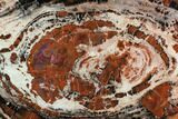 Red & Black Petrified Wood (Araucarioxylon) Slab - Arizona #124235-1